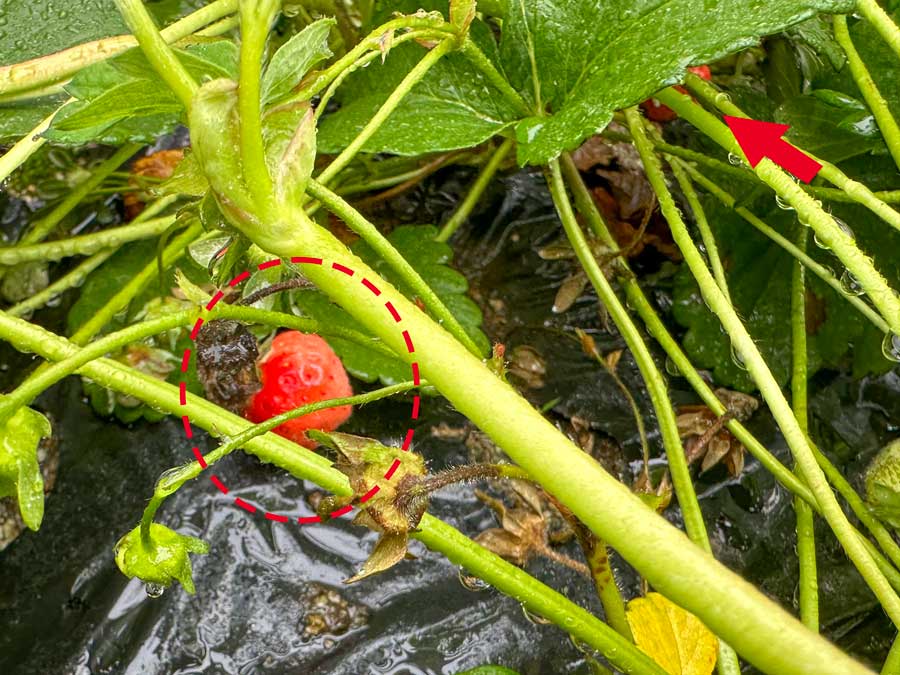 イチゴが色づき始めました