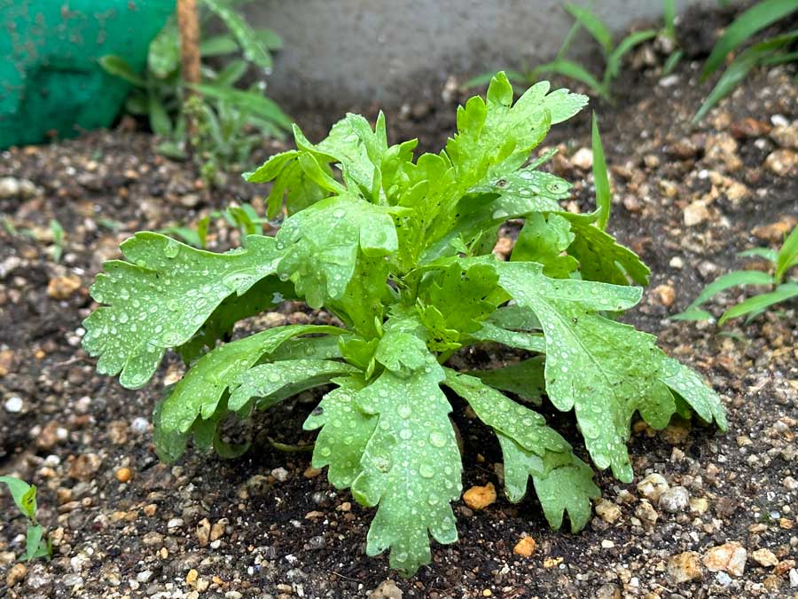 春菊、ラストスパート