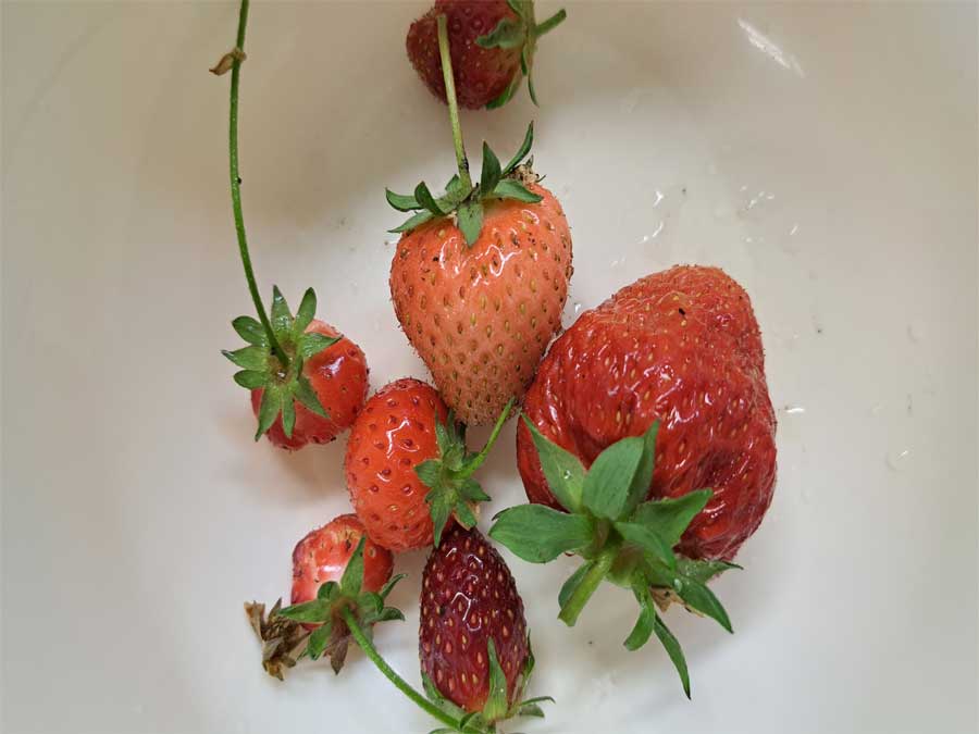初物いちご