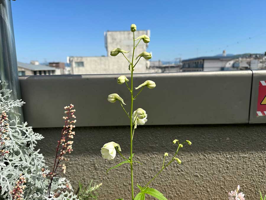 デルフィニウム