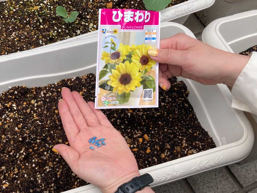 ひまわりの種を蒔きました