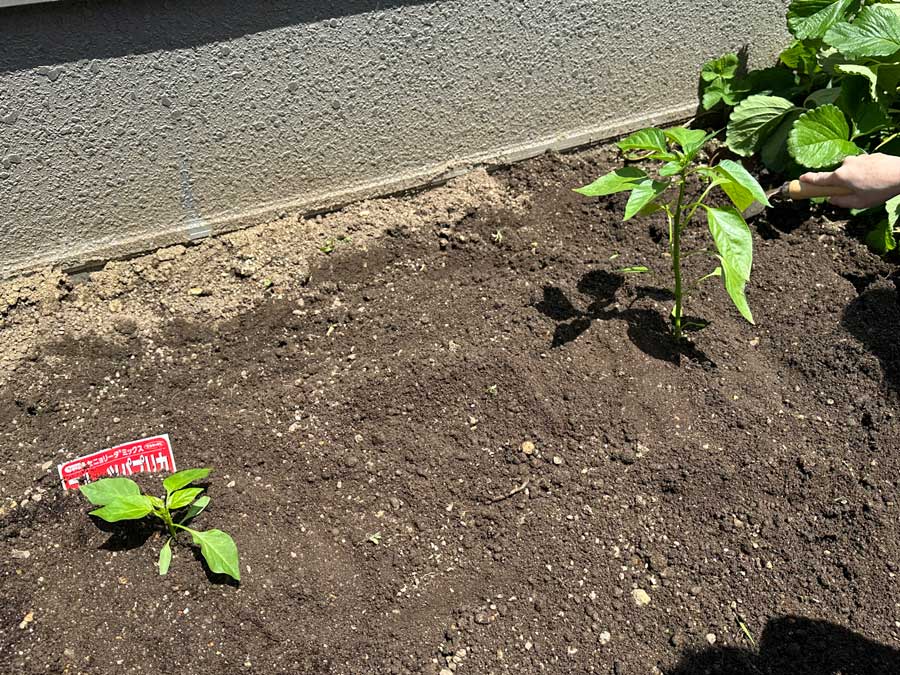 パプリカの定植