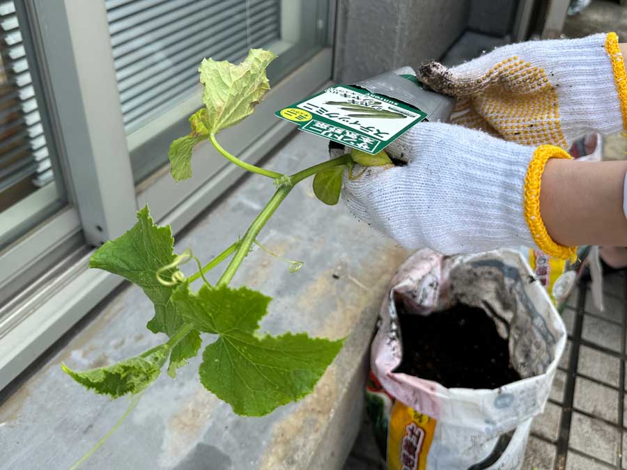 きゅうりの袋栽培