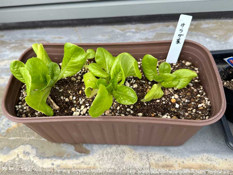 サラダ菜もすくすくと