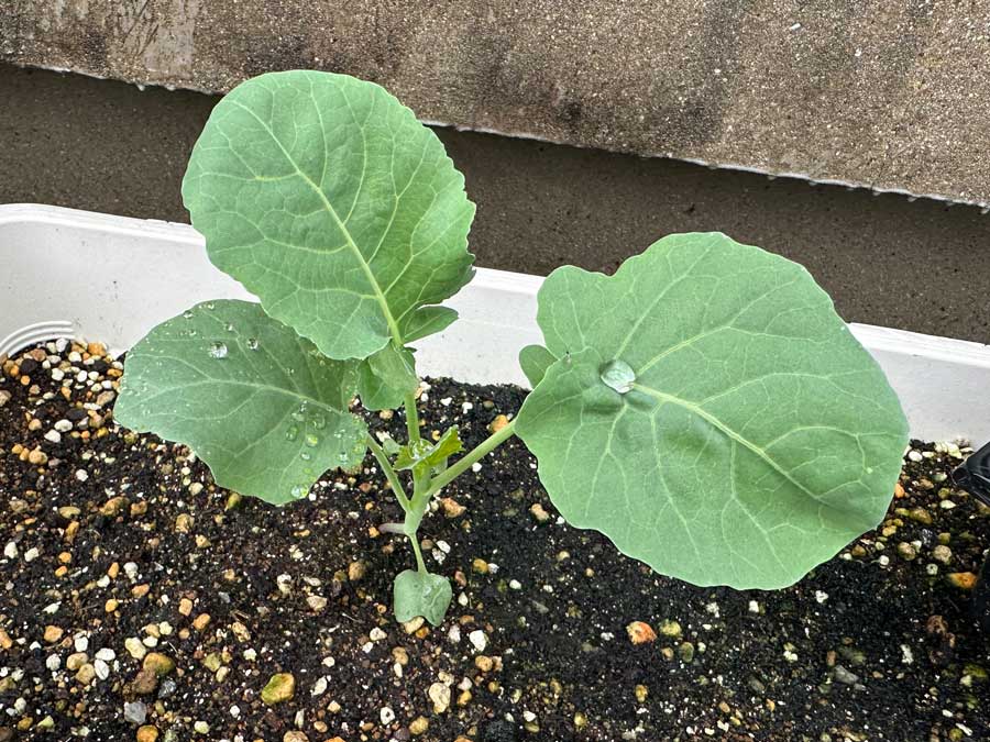 セニョールさん再び