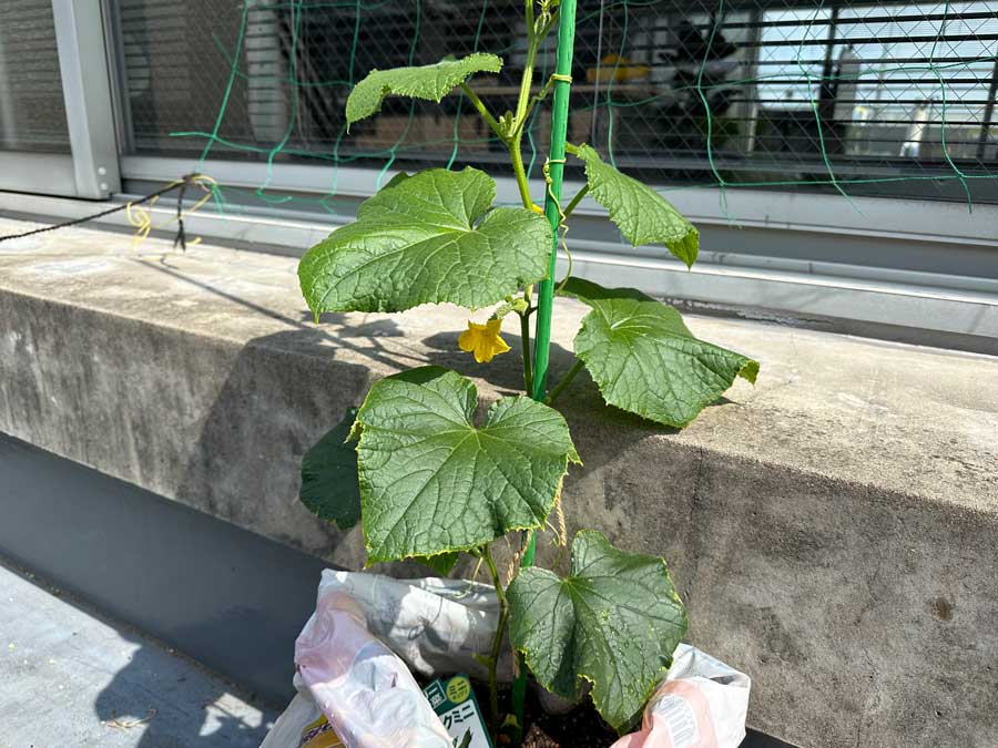 袋栽培中のきゅうりの様子は・・・