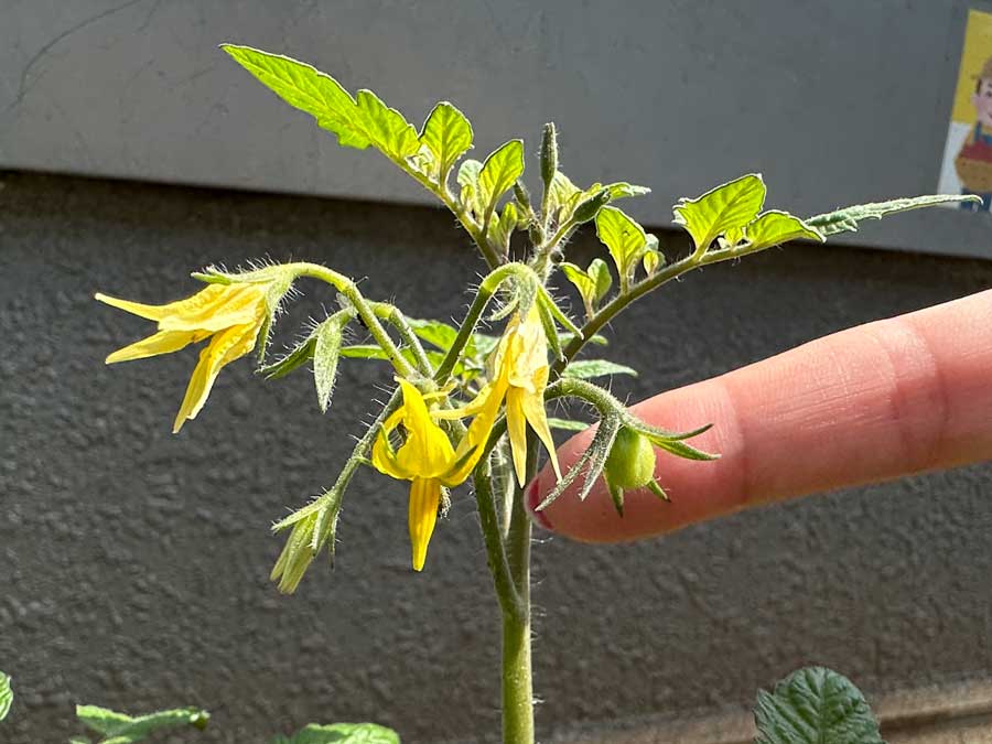 早くも実がついた