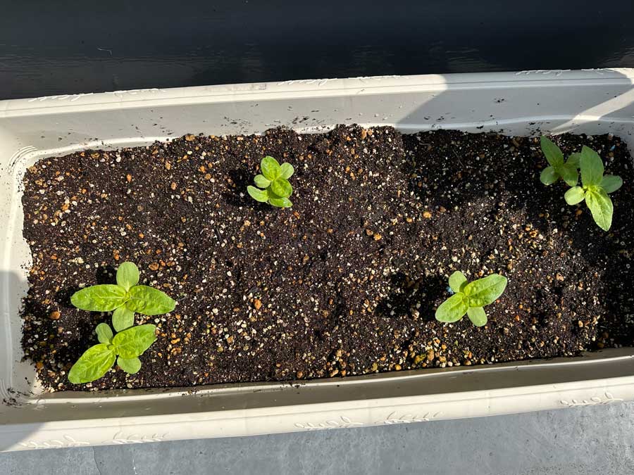 ひまわりも順調です