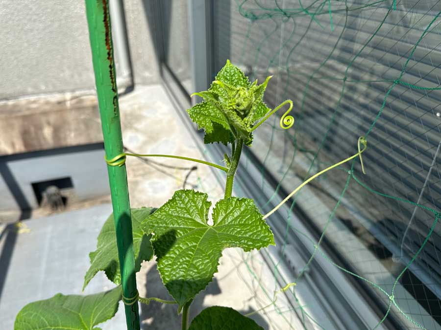 懸命にツルを絡ませて