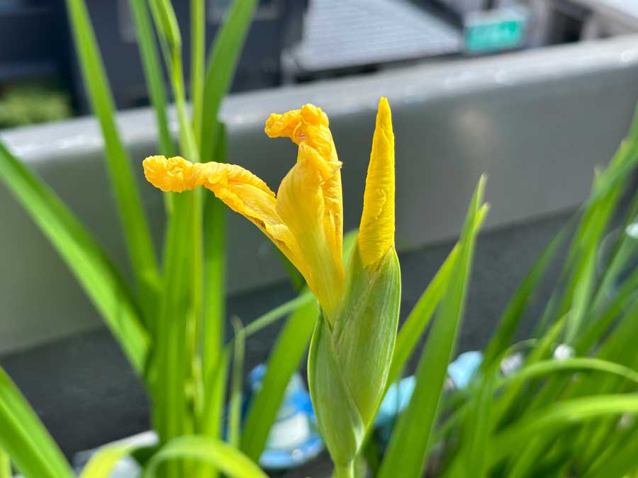 菖蒲は２度咲く