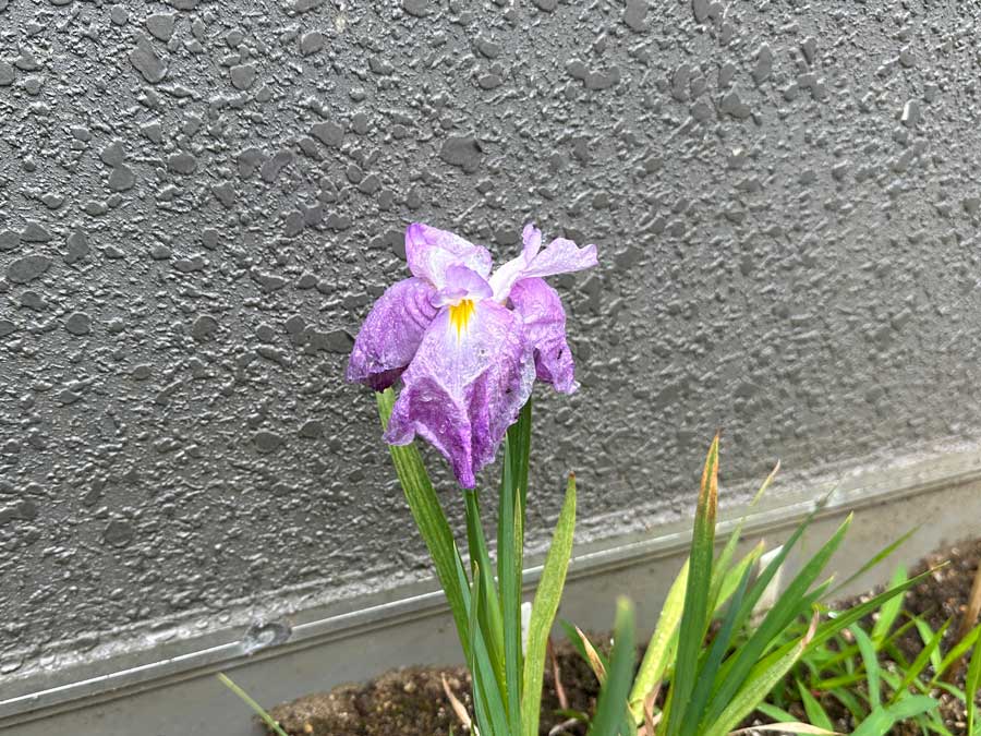 もう1種類咲きました