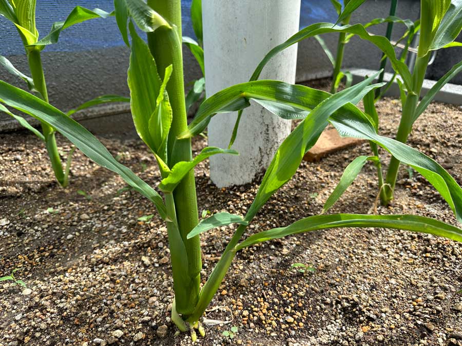 わき芽が出てきた