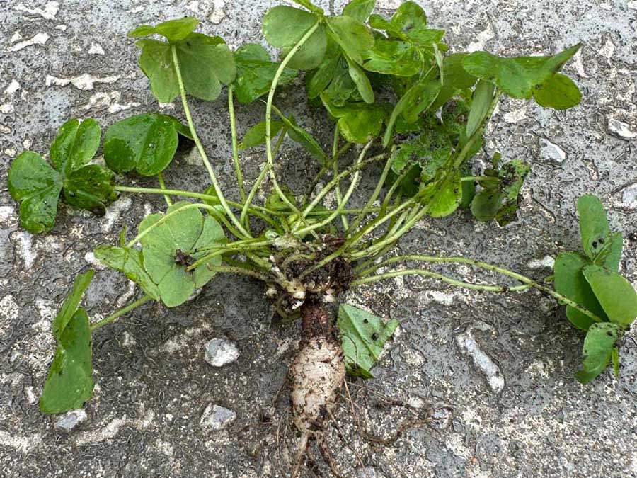 たくましさの所以