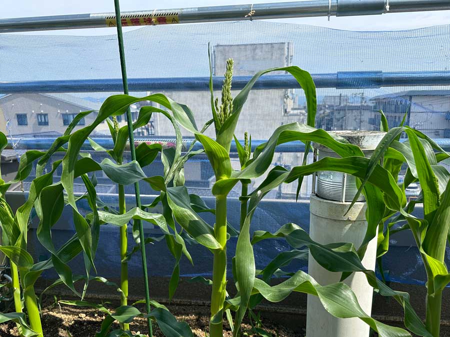 穂が出てきたよ～