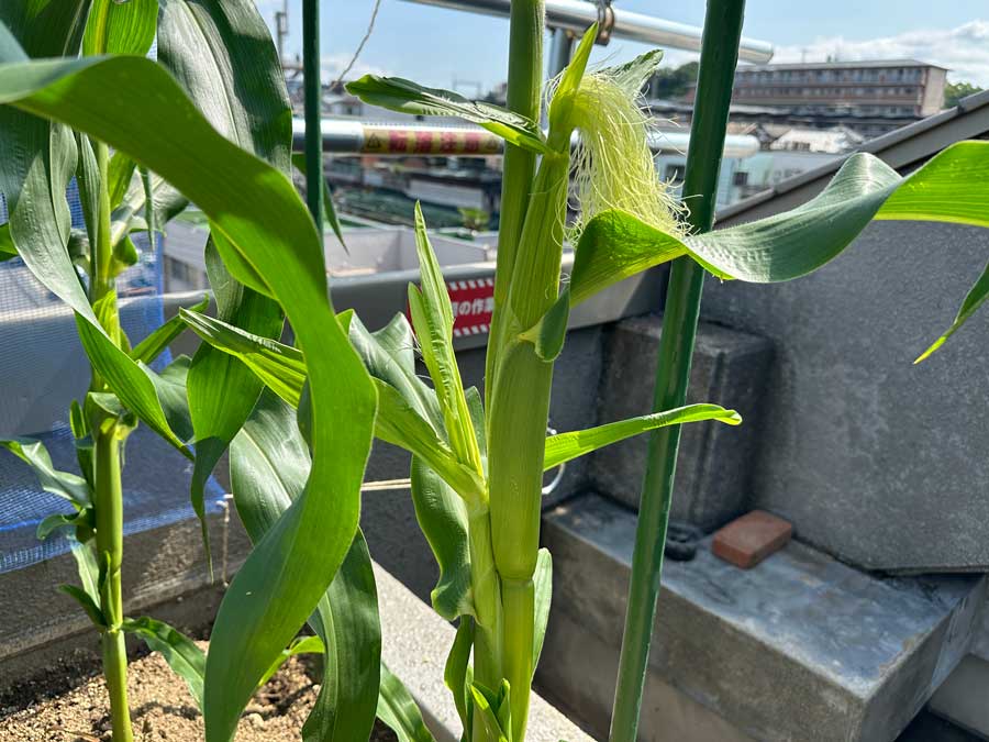 膨らんできたよ～