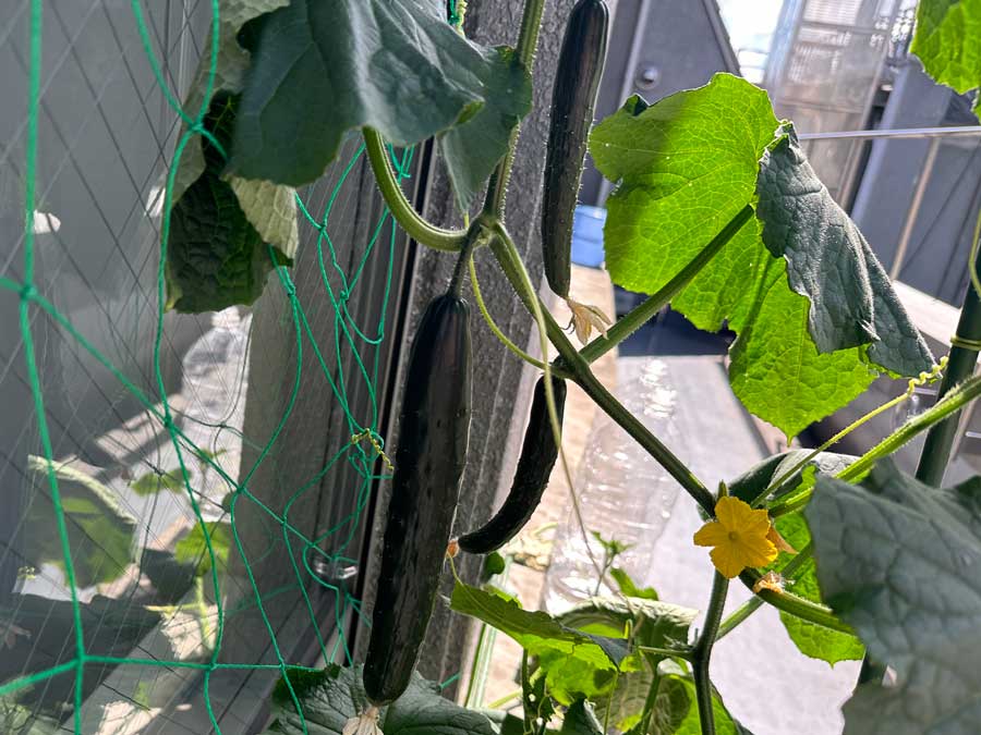 どーーーっん！