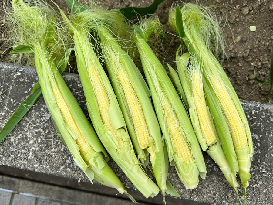 収穫！ベビーコーン