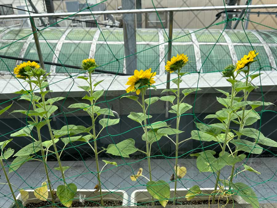 背を向けられ・・・