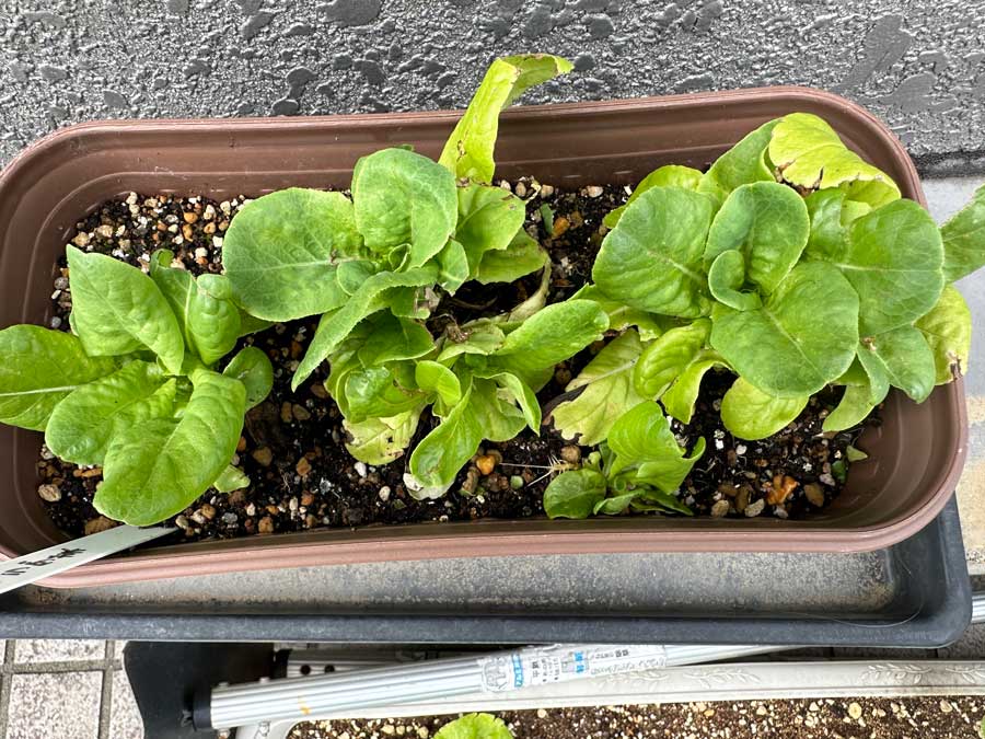 不本意ながら収穫