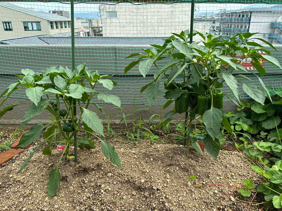 カラーピーマン比較