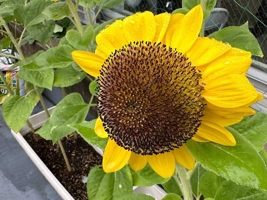 散り始め・・・