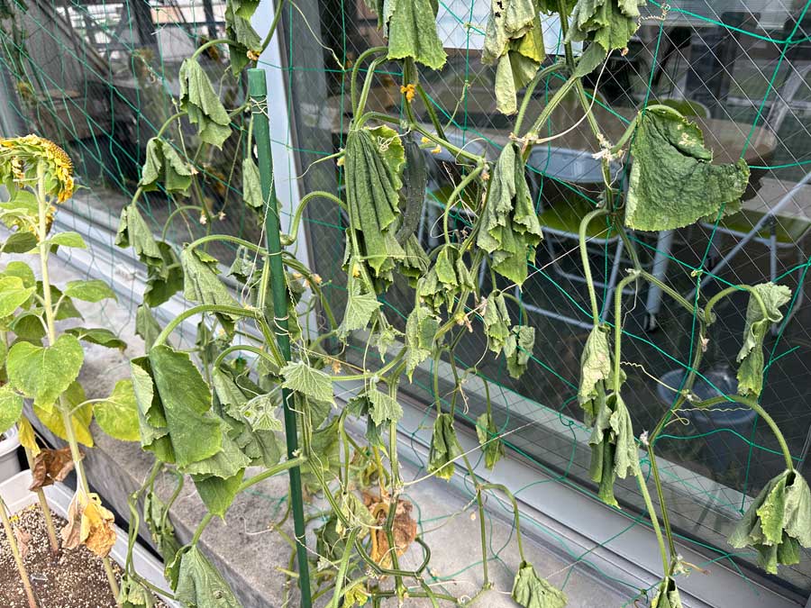 悲惨、きゅうりさん