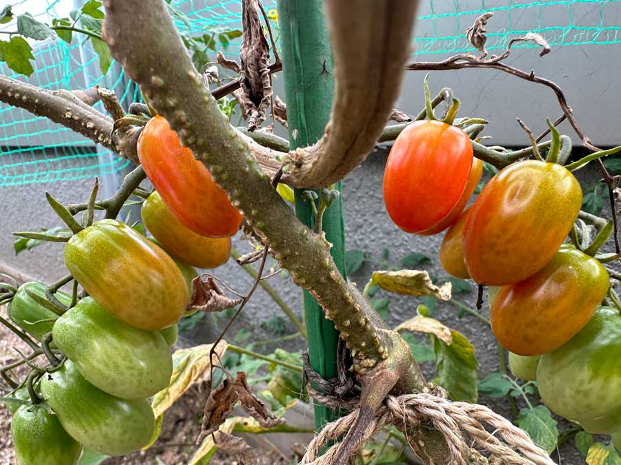 色づいてきました