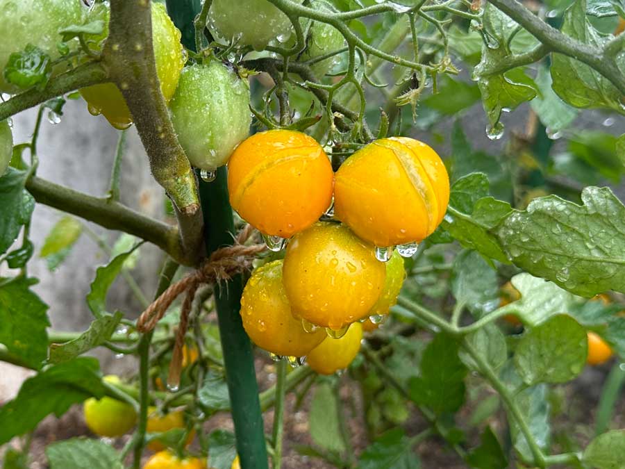 割れちゃいました