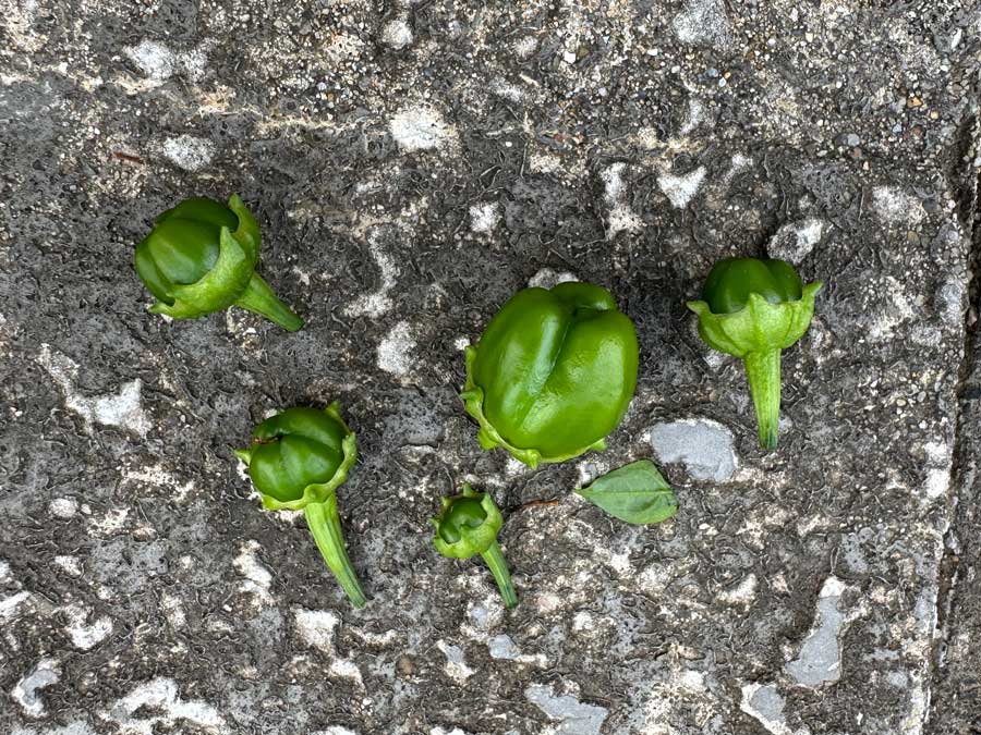 間引いてみました