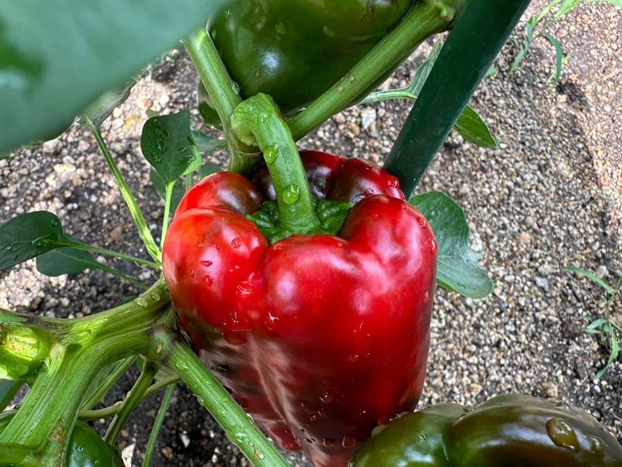 色づいてきましたよ