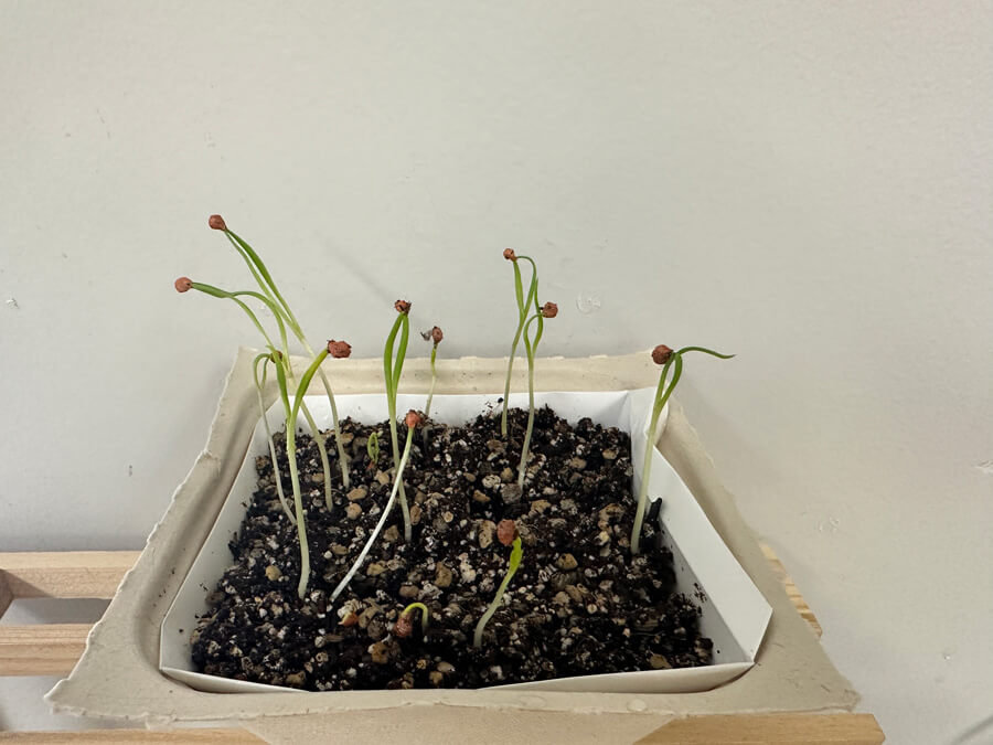 さっそくニョキニョキ