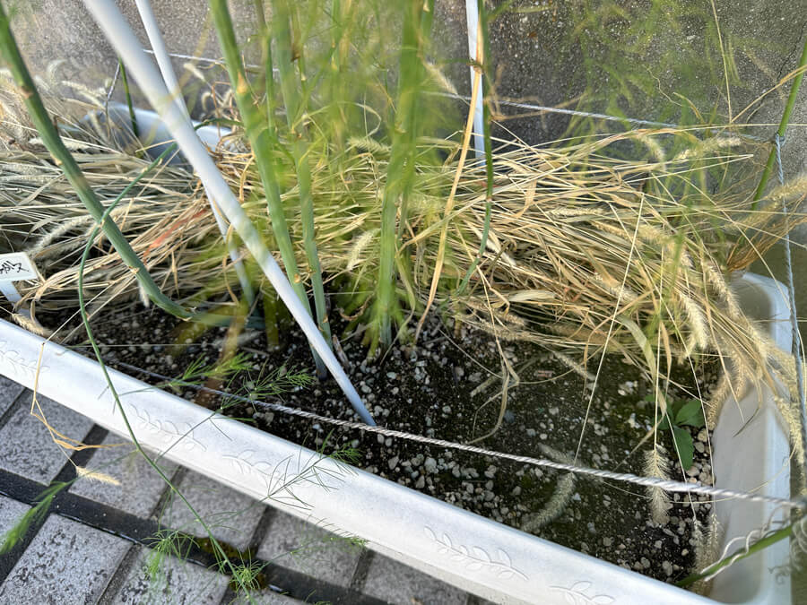 気の早い越冬準備