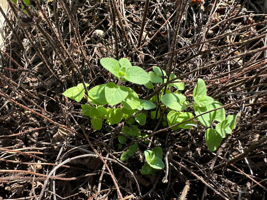 やっぱりハーブは強かった