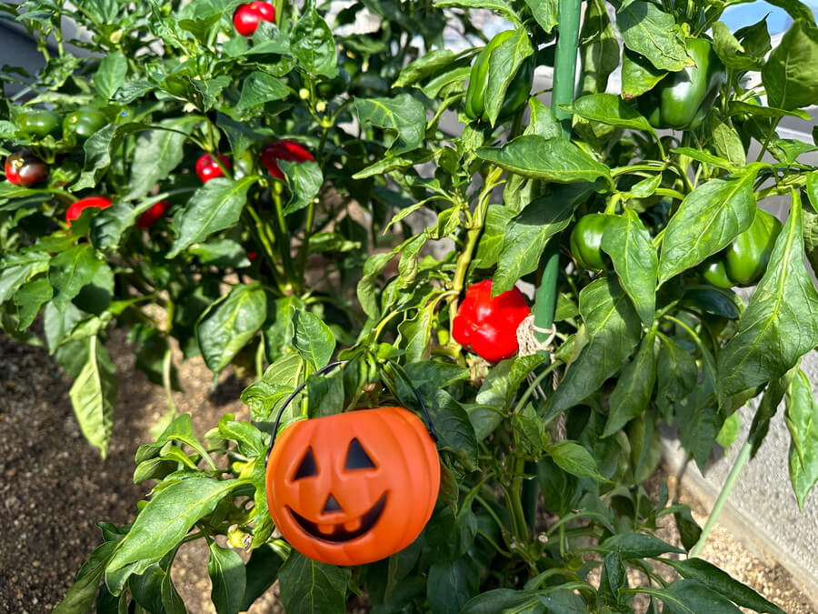 weaveハロウィンパーティ開催