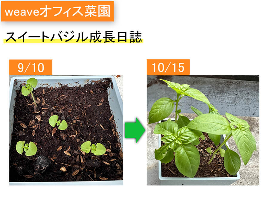 スイートバジルの成長日誌