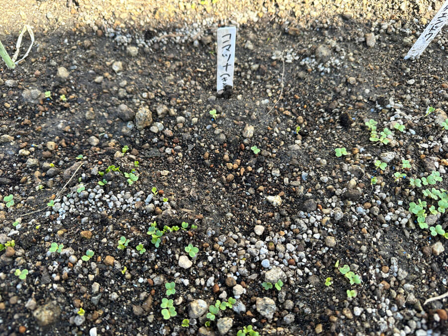早速コマツナが芽を出した