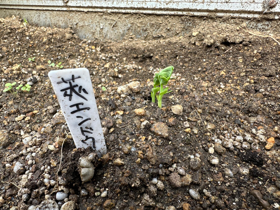 莢エンドウも芽をだした