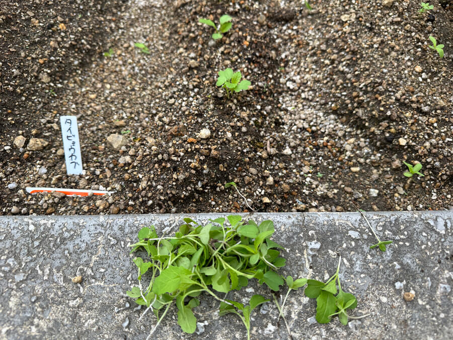 カブも順調に育ってます