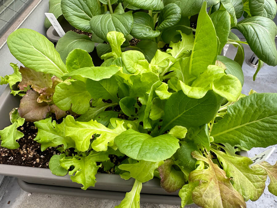 ガーデンレタス