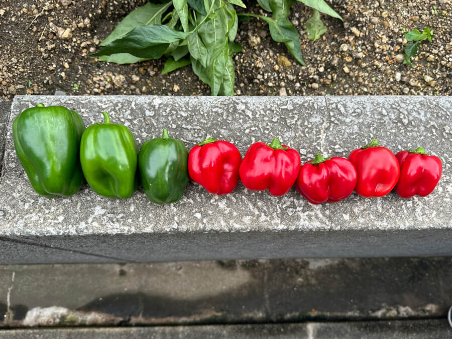 夏野菜のピーマン！？