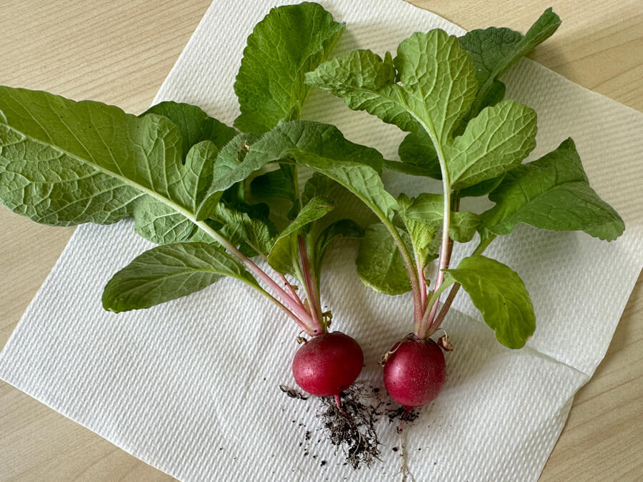 ラディッシュ収穫