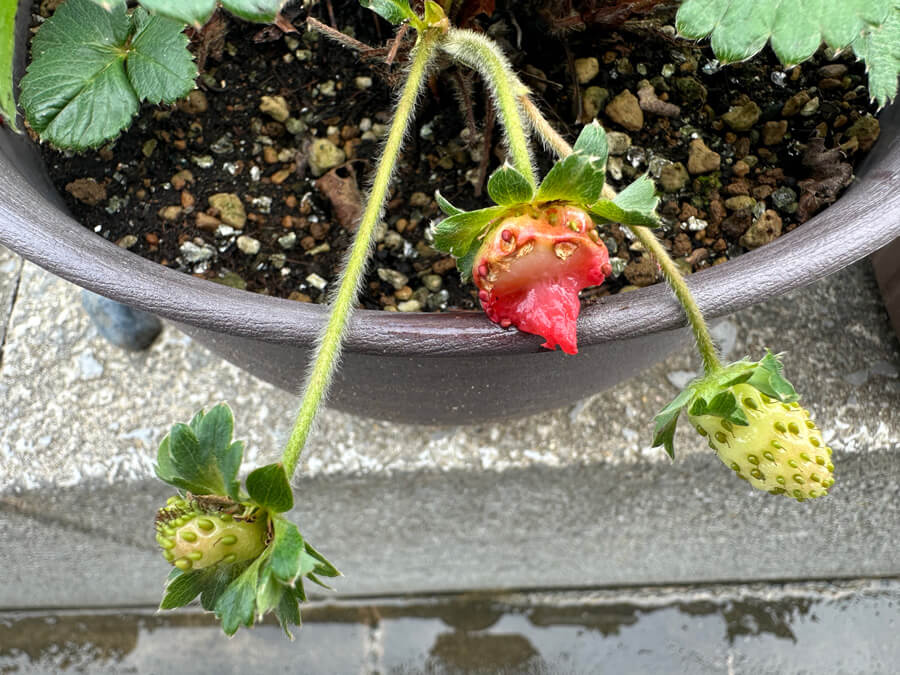 食べられちゃった