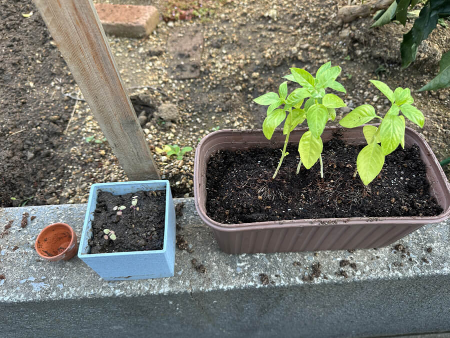 ハーブの植え替え