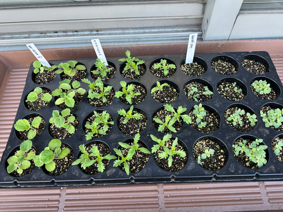 もうそろそろかなぁ～