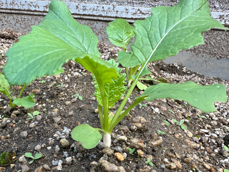 頭をのぞかせてます