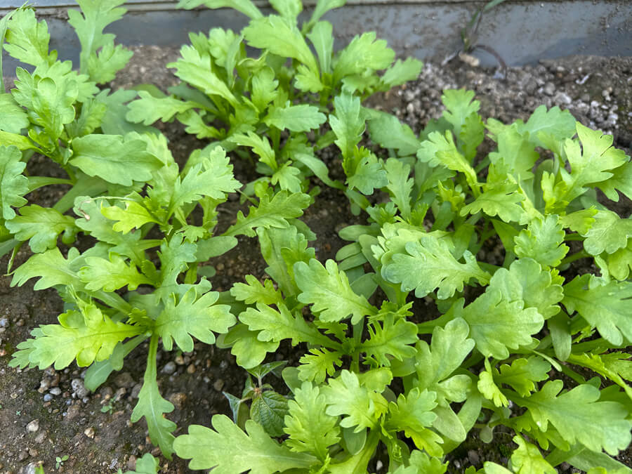 春菊も順調です