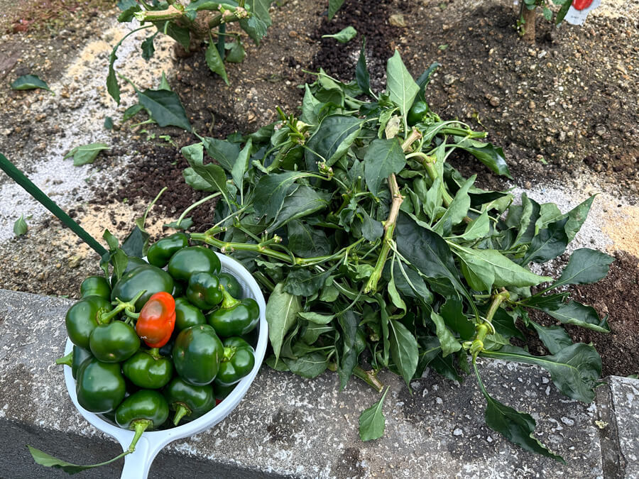 パプリカ最後の収穫
