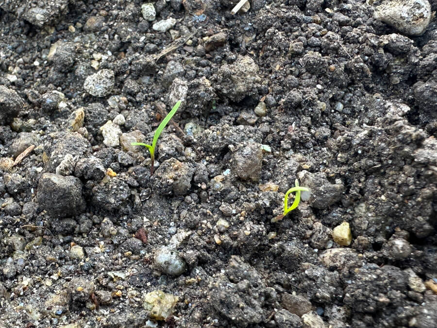 にんじんが芽を出した