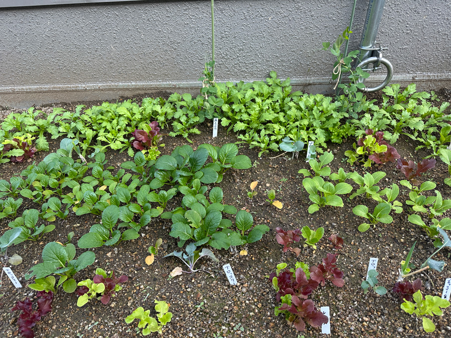 寄せ植えエリア