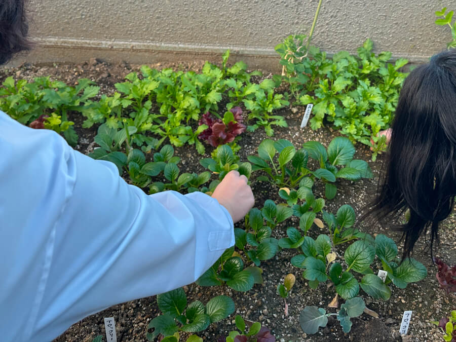 もったいない野菜